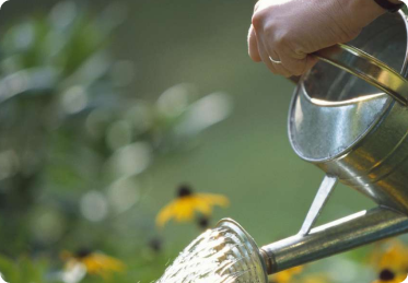 Watering plants