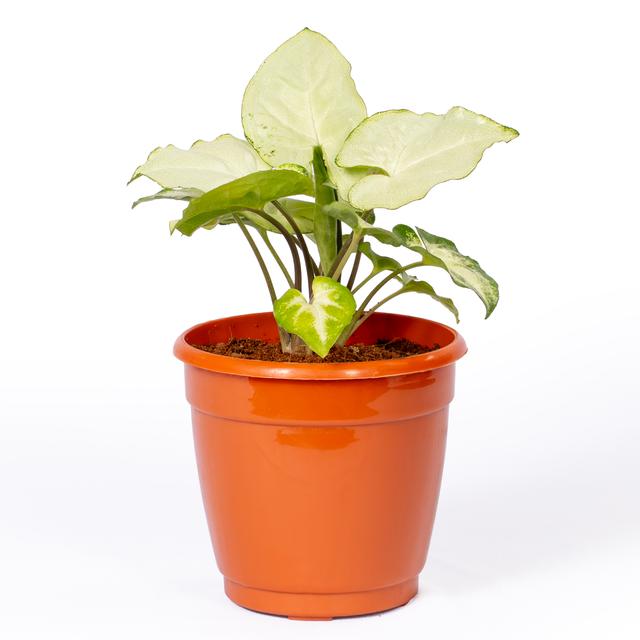 Syngonium White Butterfly