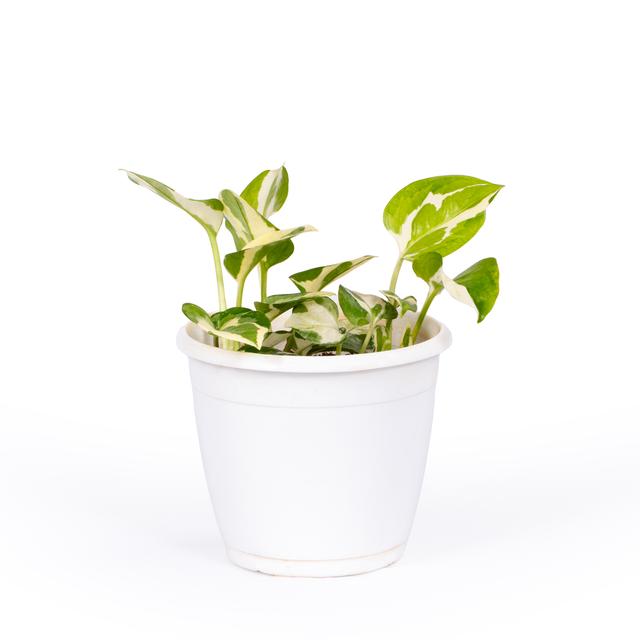 Money Plant (Marble Queen)