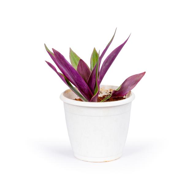 Rhoeo Purple