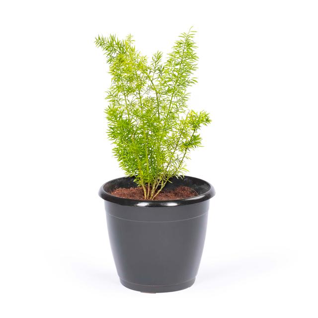 Asparagus Mary