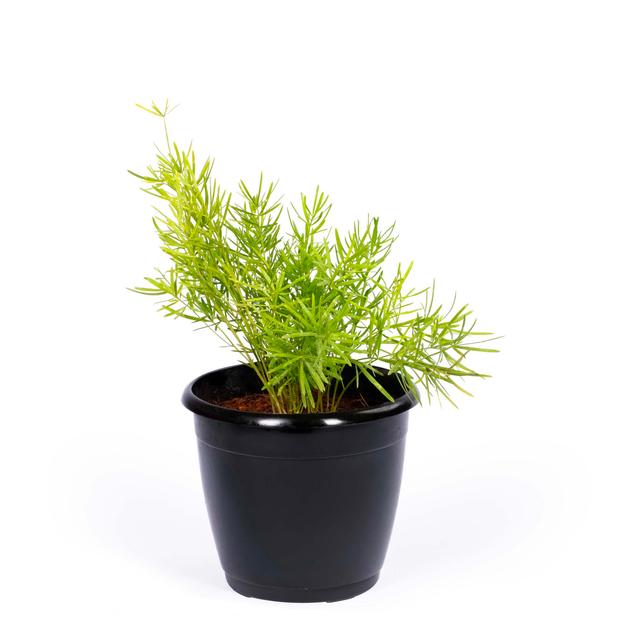 Sprengeri Fern