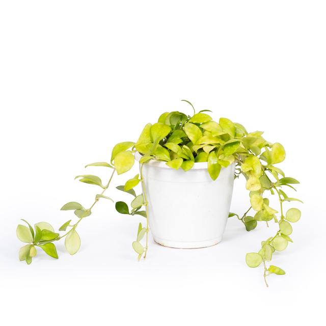 Dischidia