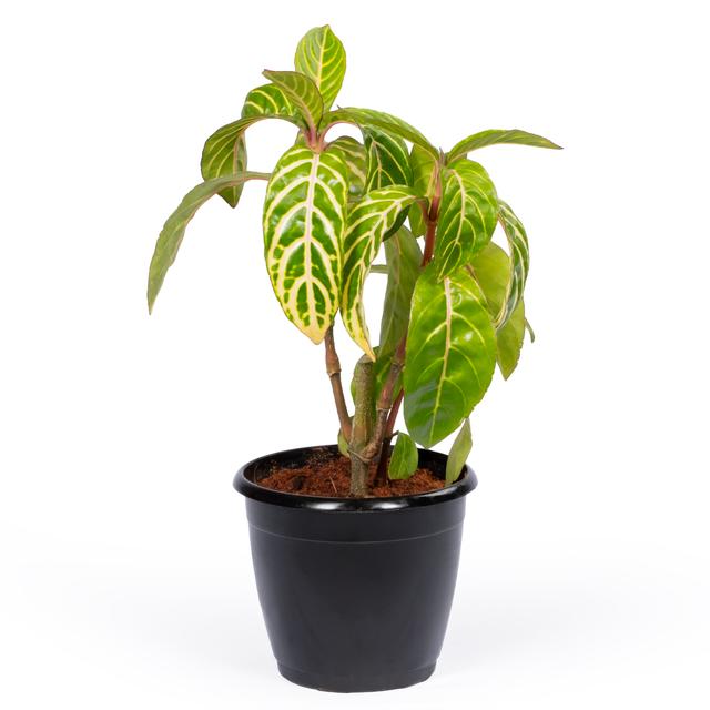 Zebra Plant