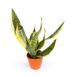 Product view 6